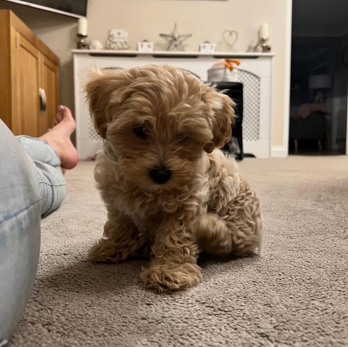 A very cute maltipoo puppy